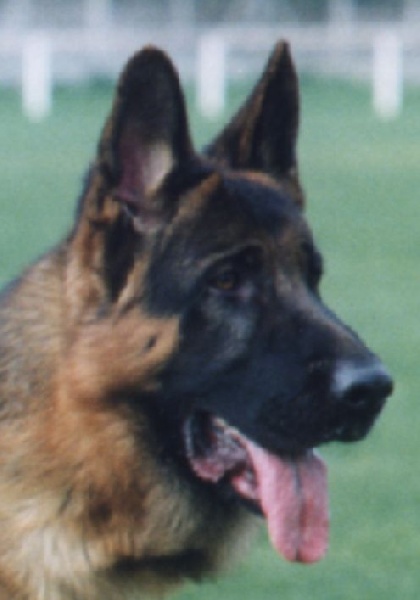 Narcko Des vergers de marly